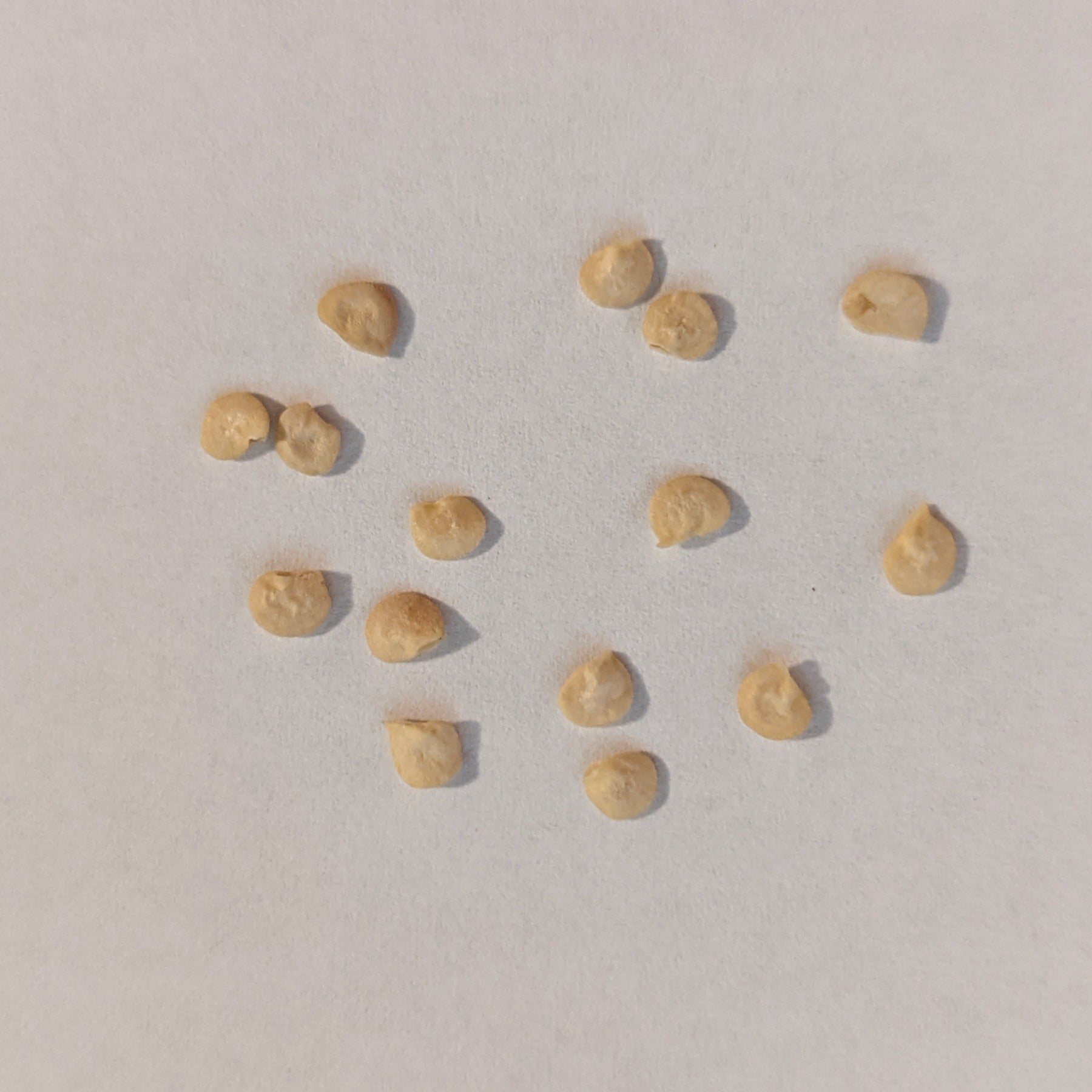 Gigantia Hybrid Jalapeno Hot Pepper Seeds