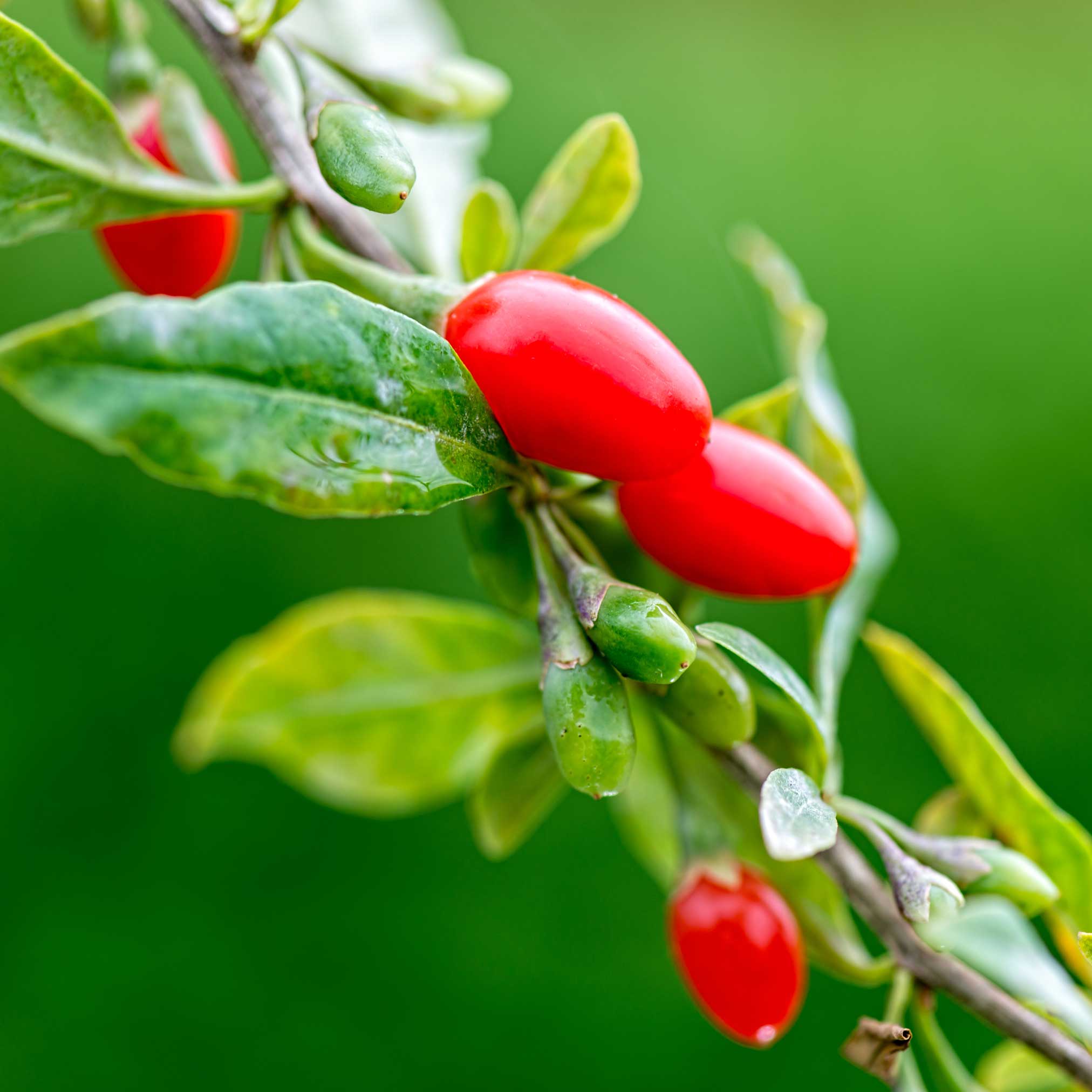 Goji Berry – Trendoli