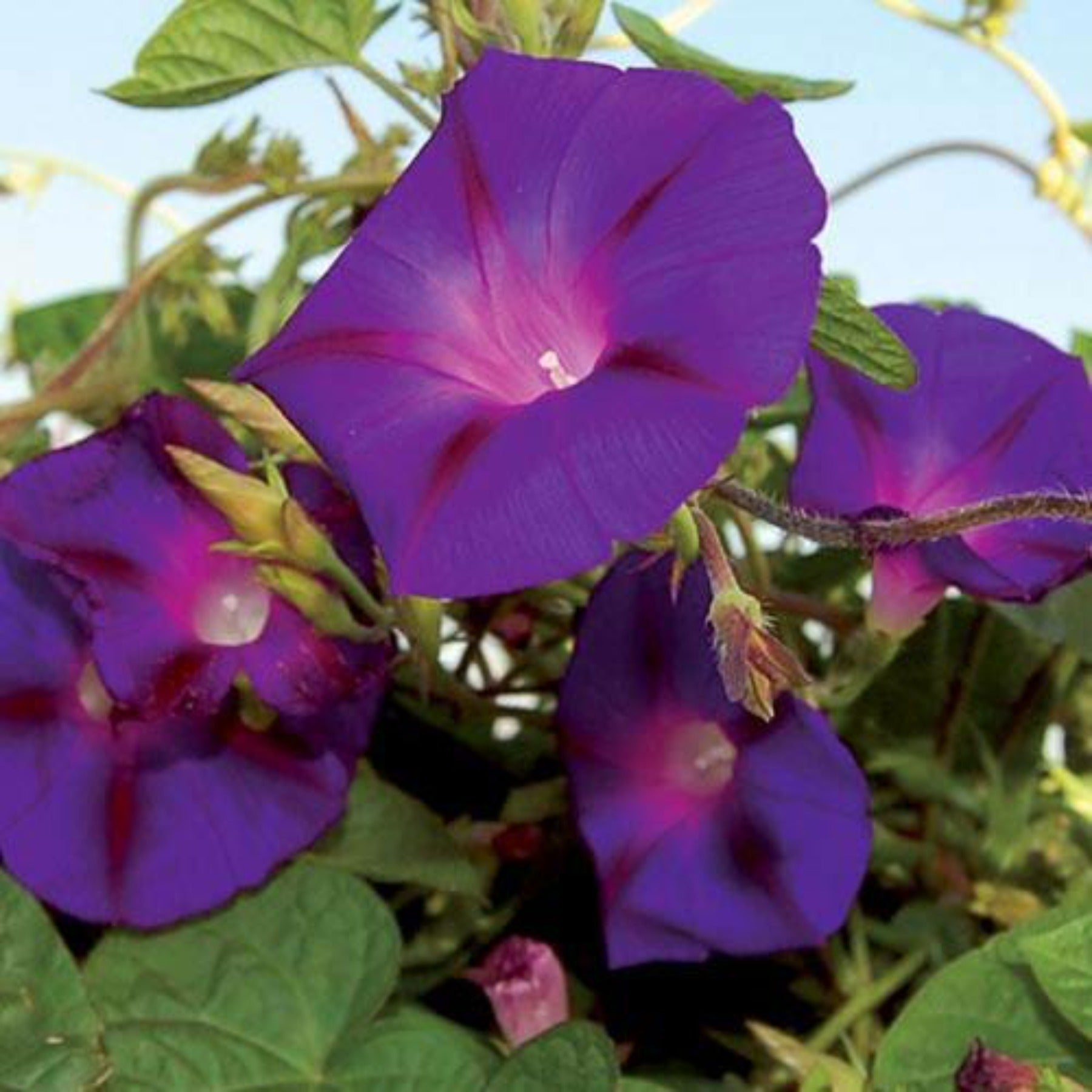 Grandpa Ott Morning Glory Vining Flower Seeds.