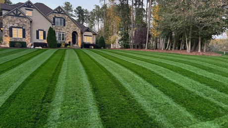 Envy Premium Tall Fescue Grass Seed Blend
