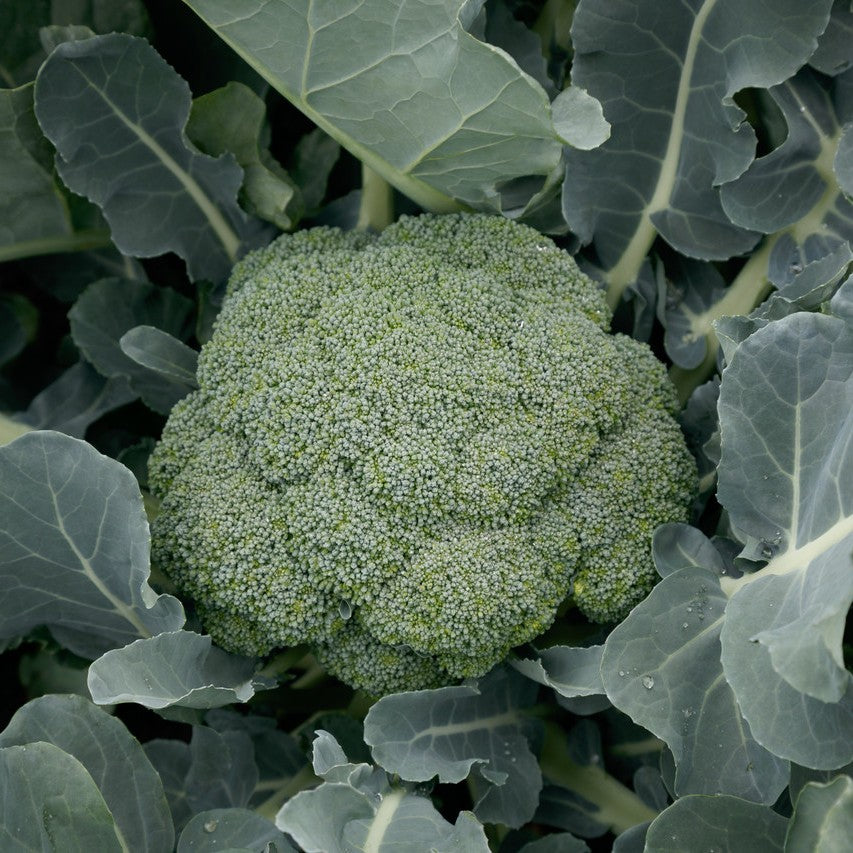 Green Magic Broccoli Seeds