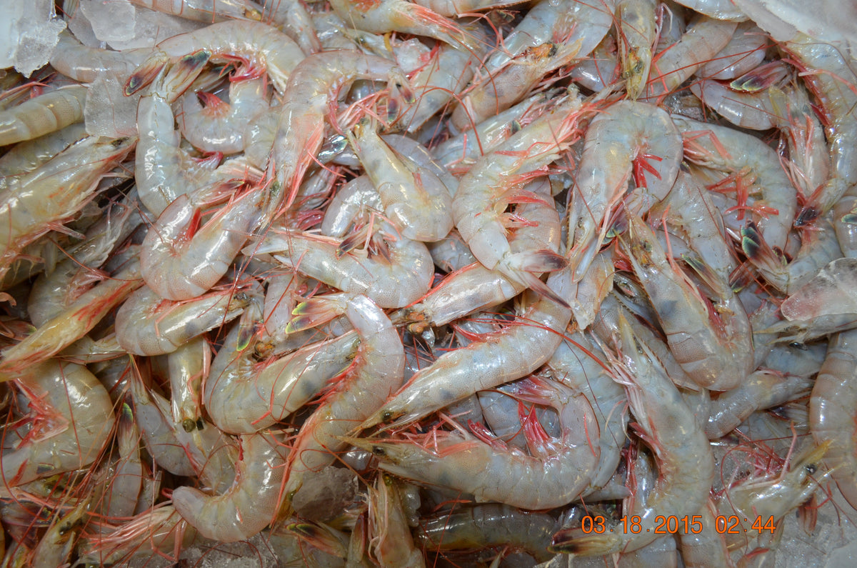 Cooked Crab & Shrimp Seafood Platter — 24 Blue Crabs + 2 lbs Jumbo Shrimp