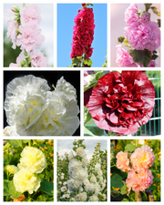 50 Dwarf Double HOLLYHOCK MAJORETTE MIX Alcea Rosea Red Pink White Maroon Yellow Mixed Color Flower Seeds