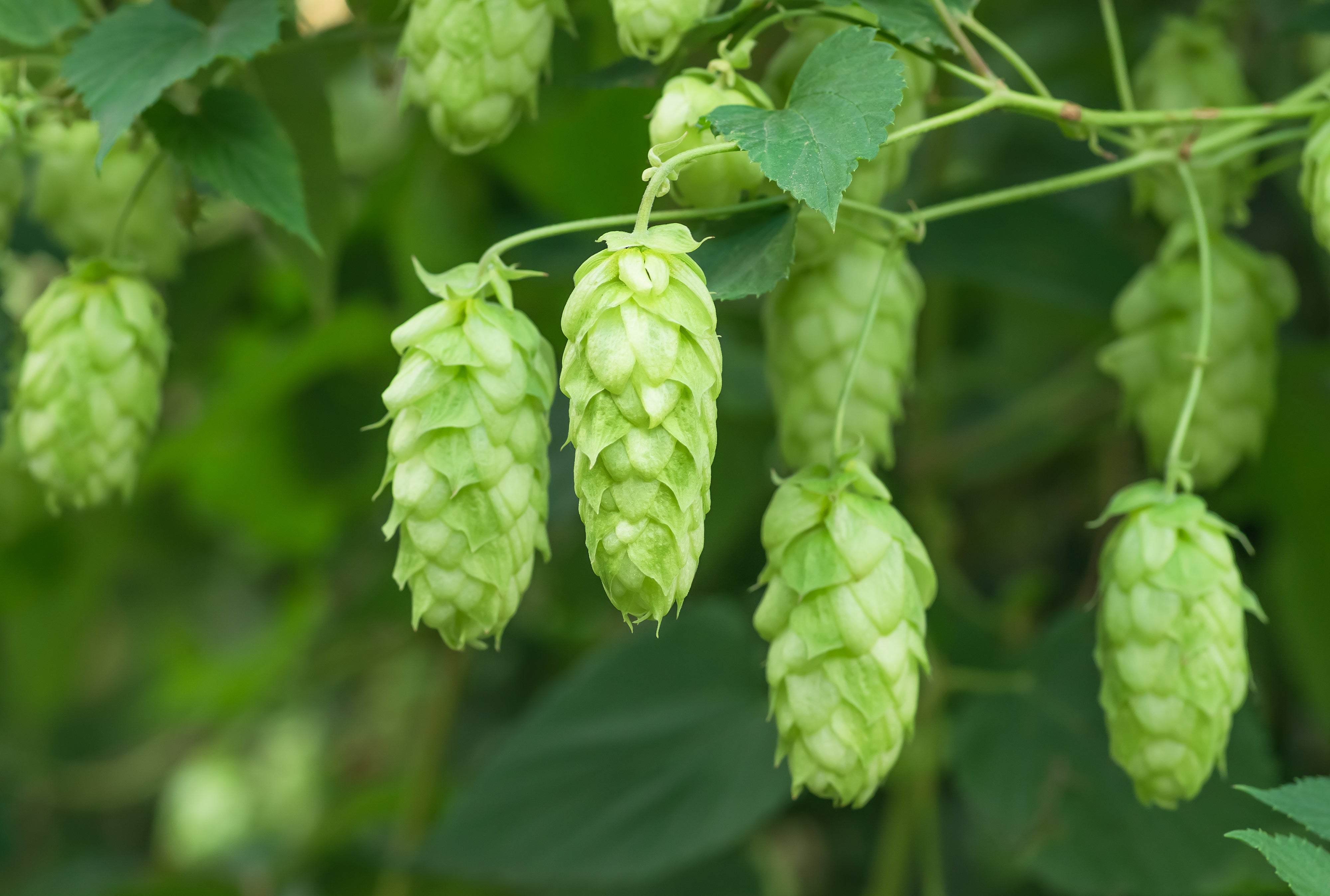 25 COMMON HOPS European Humulus Lupulus Vine Seeds Beer Making Ingredient Seeds