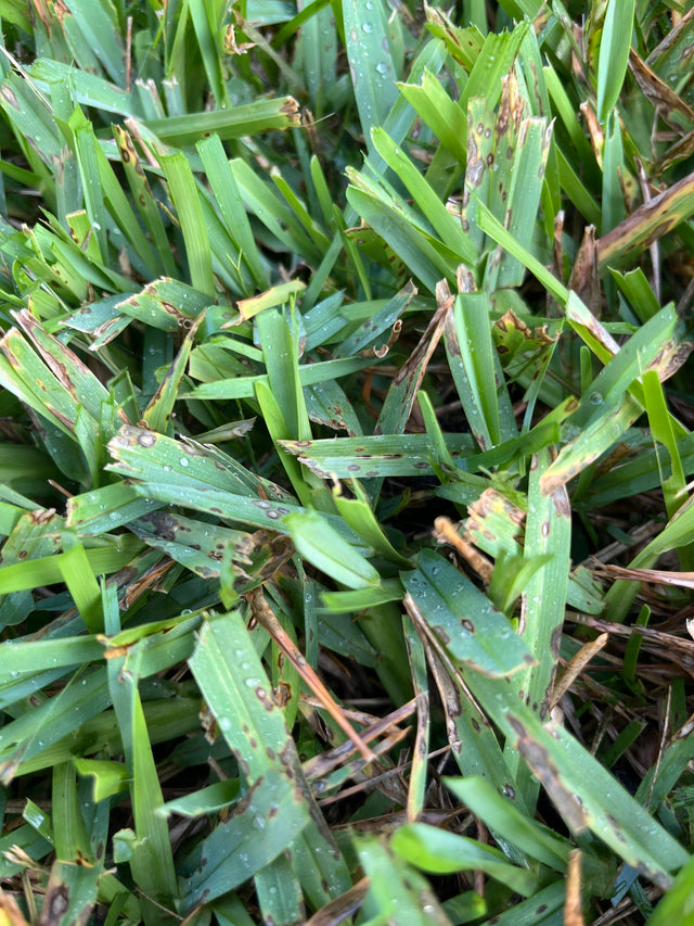 Headway G Fungicide