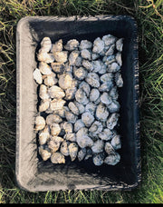 Gulf Coast Bottom Oysters