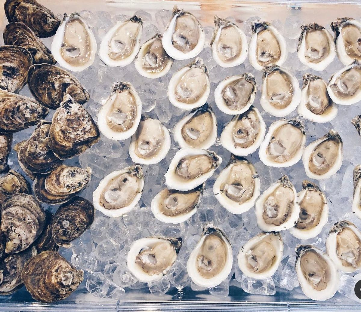 Frozen Half Shell Oysters