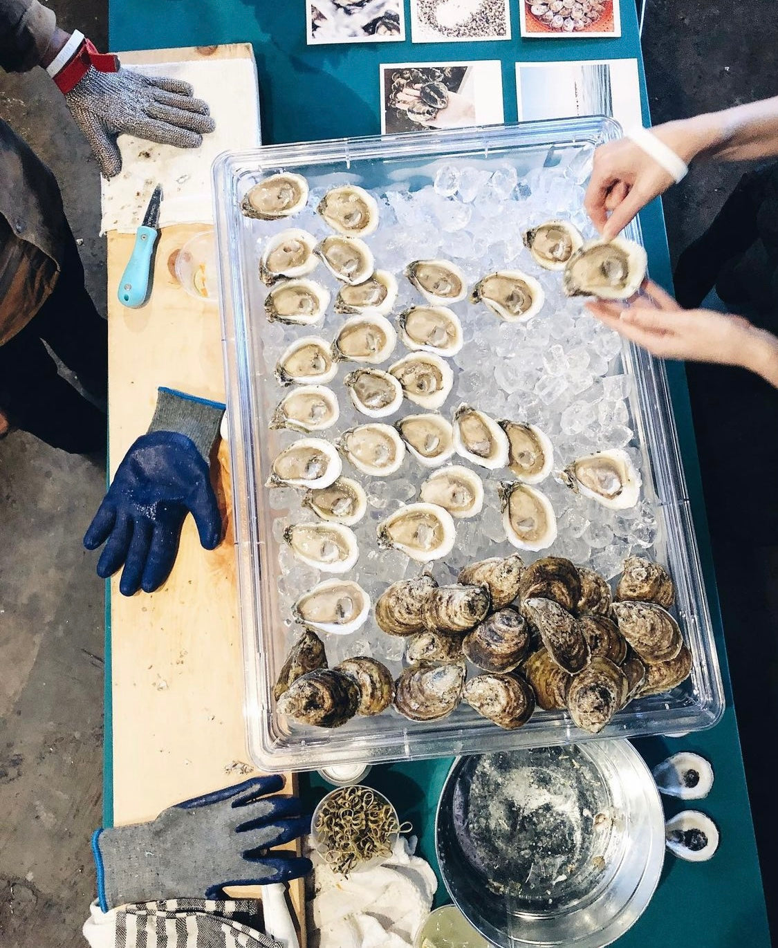 Gulf Coast Bottom Oysters