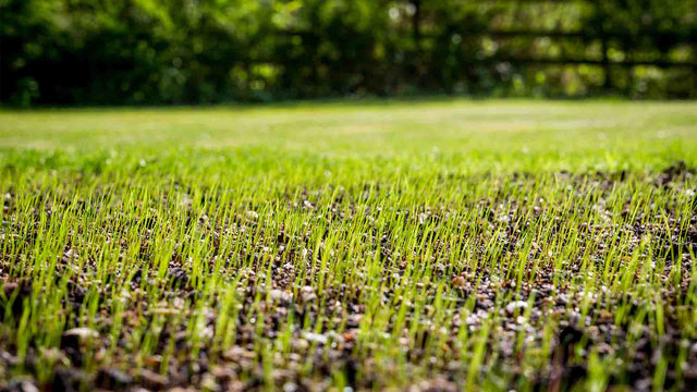 Envy Premium Tall Fescue Grass Seed Blend