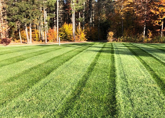 Envy Premium Tall Fescue Grass Seed Blend