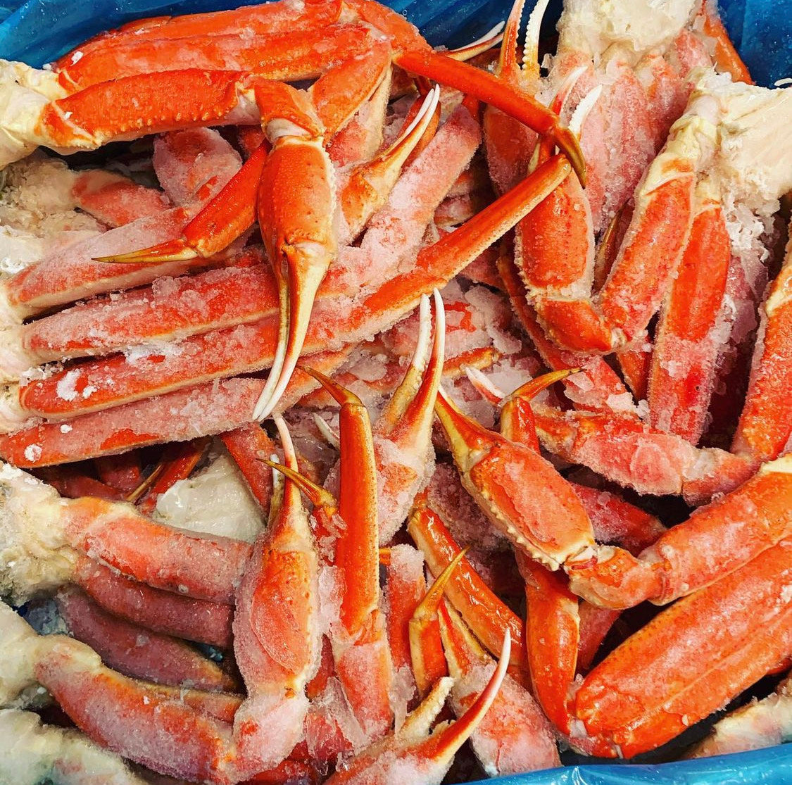 Jumbo Alaskan Snow Crab Clusters 8/10