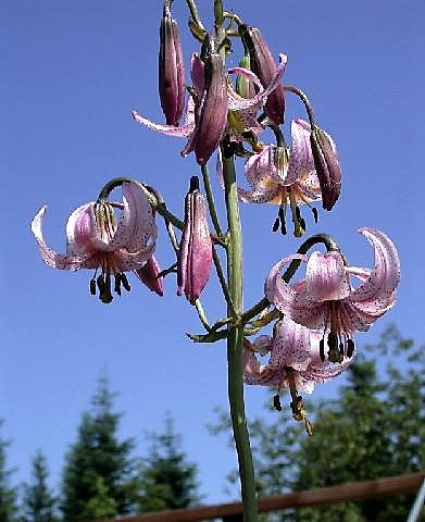 15 WESTERN HYBRIDS LILY Tiger, Leopard, Lemon, Alpine, Kellogg - Mixed Colors Pink, Red, Yellow, Orange - Native Lilium Flower Seeds