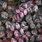 Jazz Hands Variegated® Loropetalum