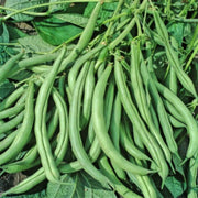 Mountain Half Runner Heirloom Green Bean Seeds
