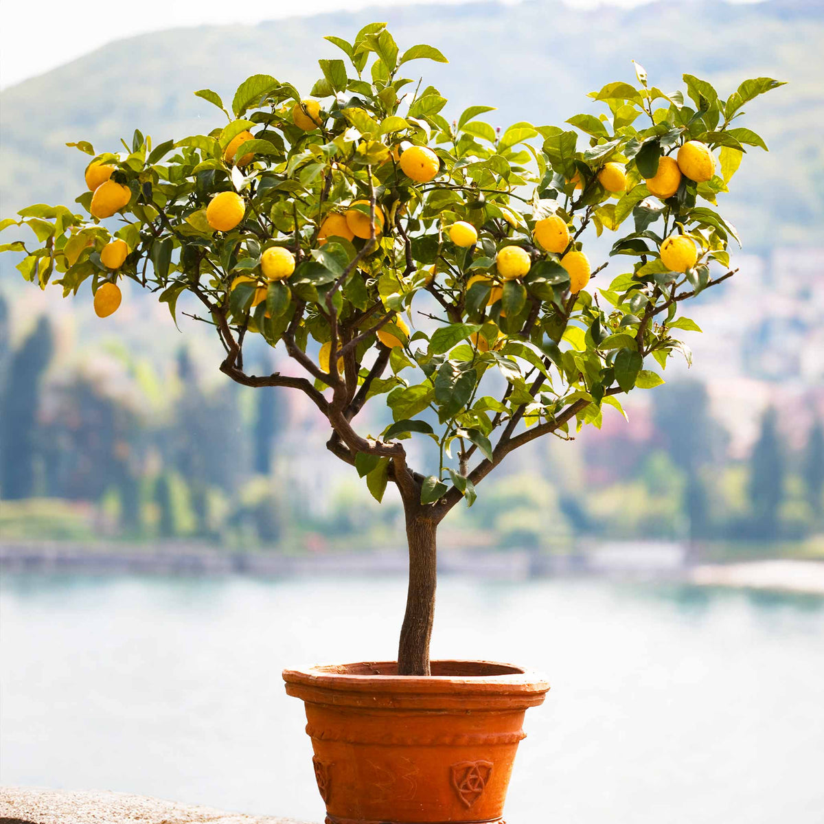 Improved Meyer Lemon Tree (CA)