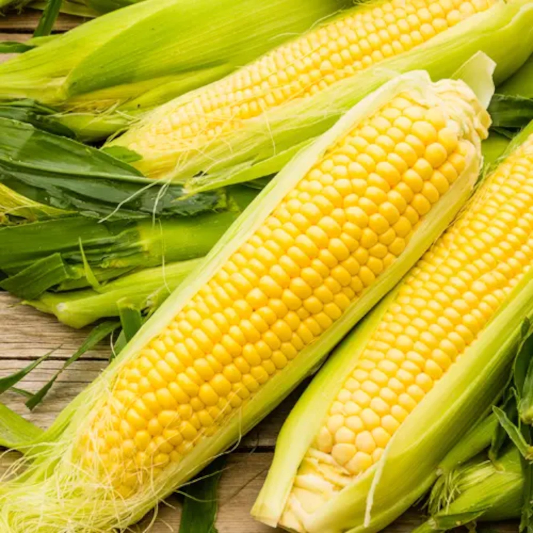 NK 199 Treated Sweet Corn Seed