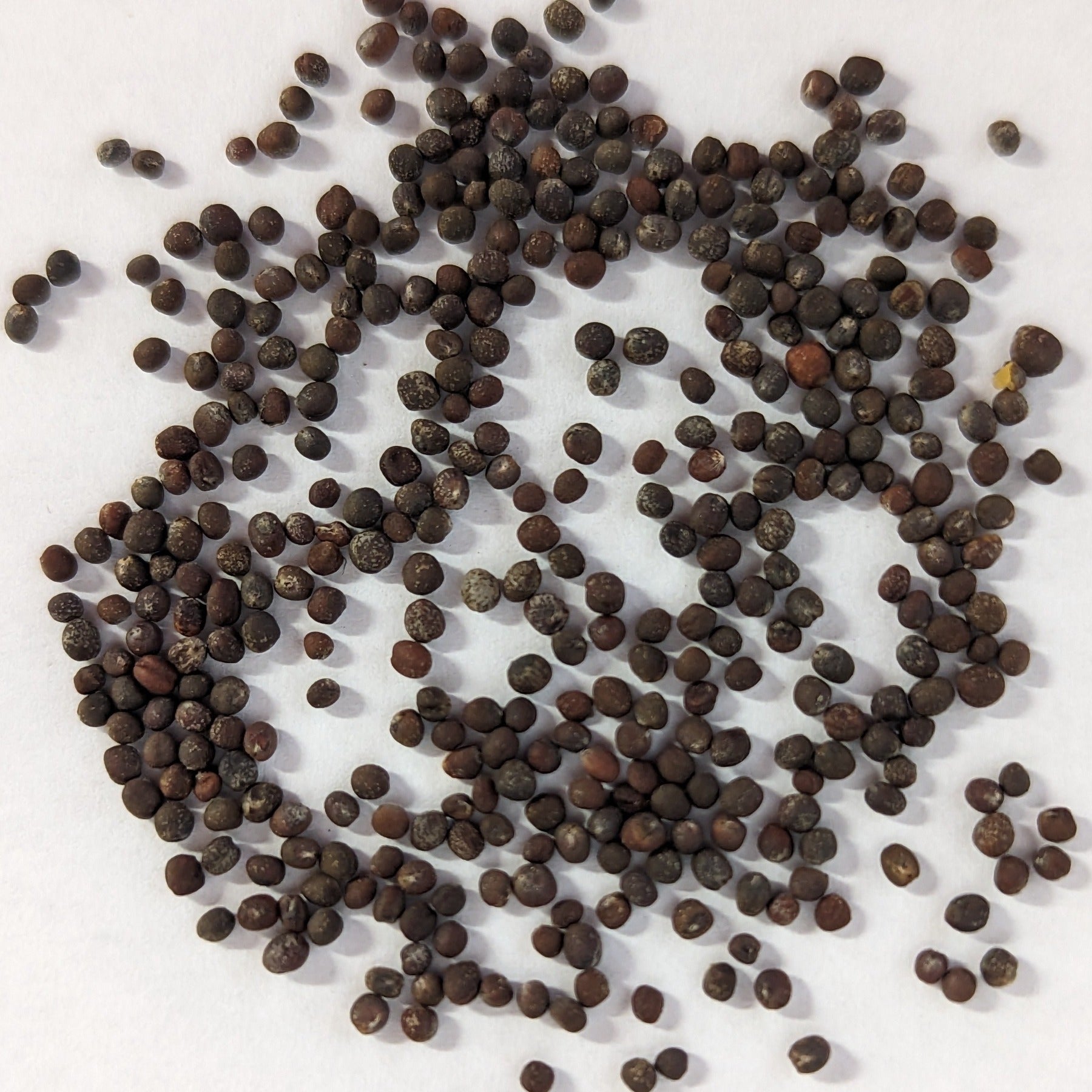 Red Acre Heirloom Cabbage Seeds