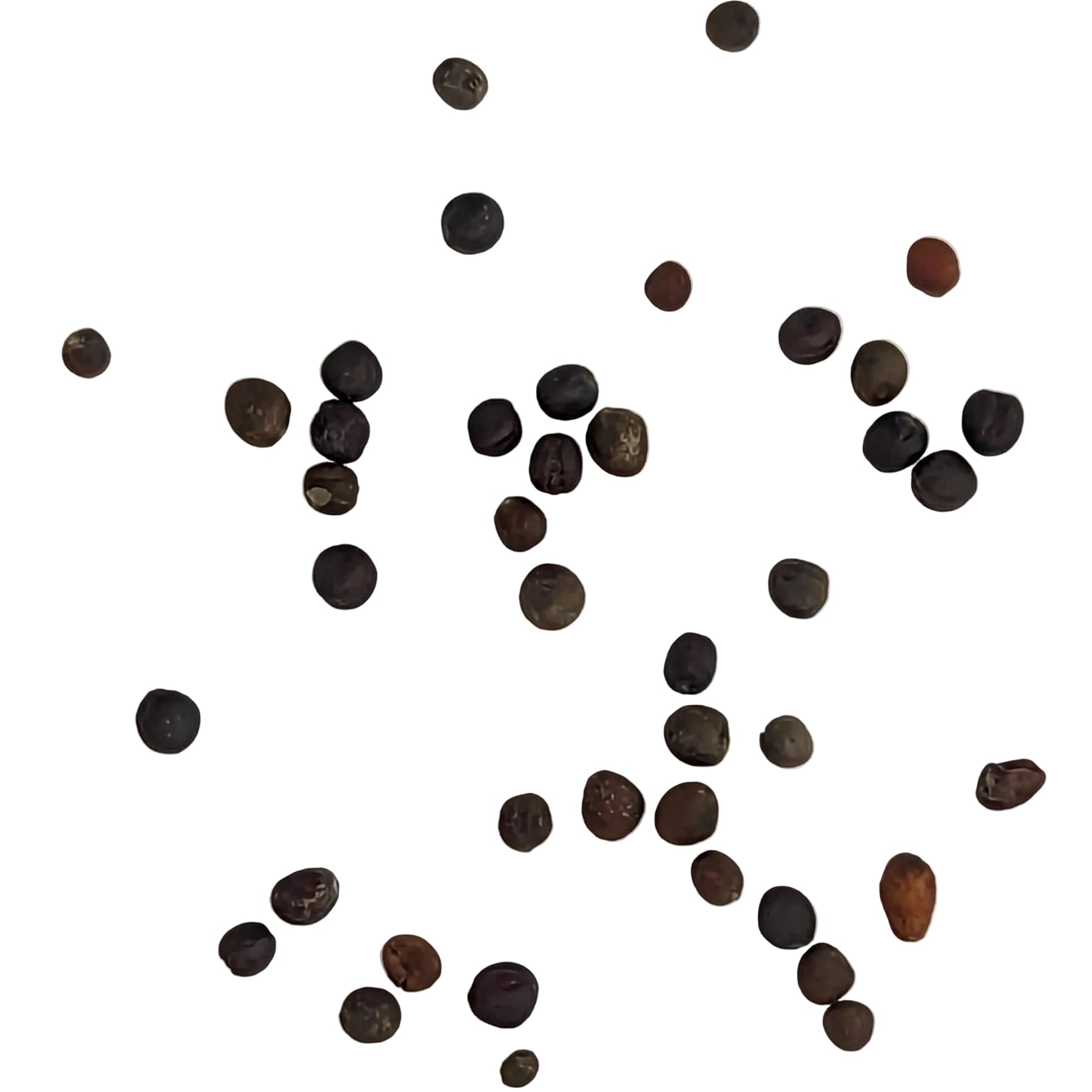 Marathon Hybrid Broccoli Seeds