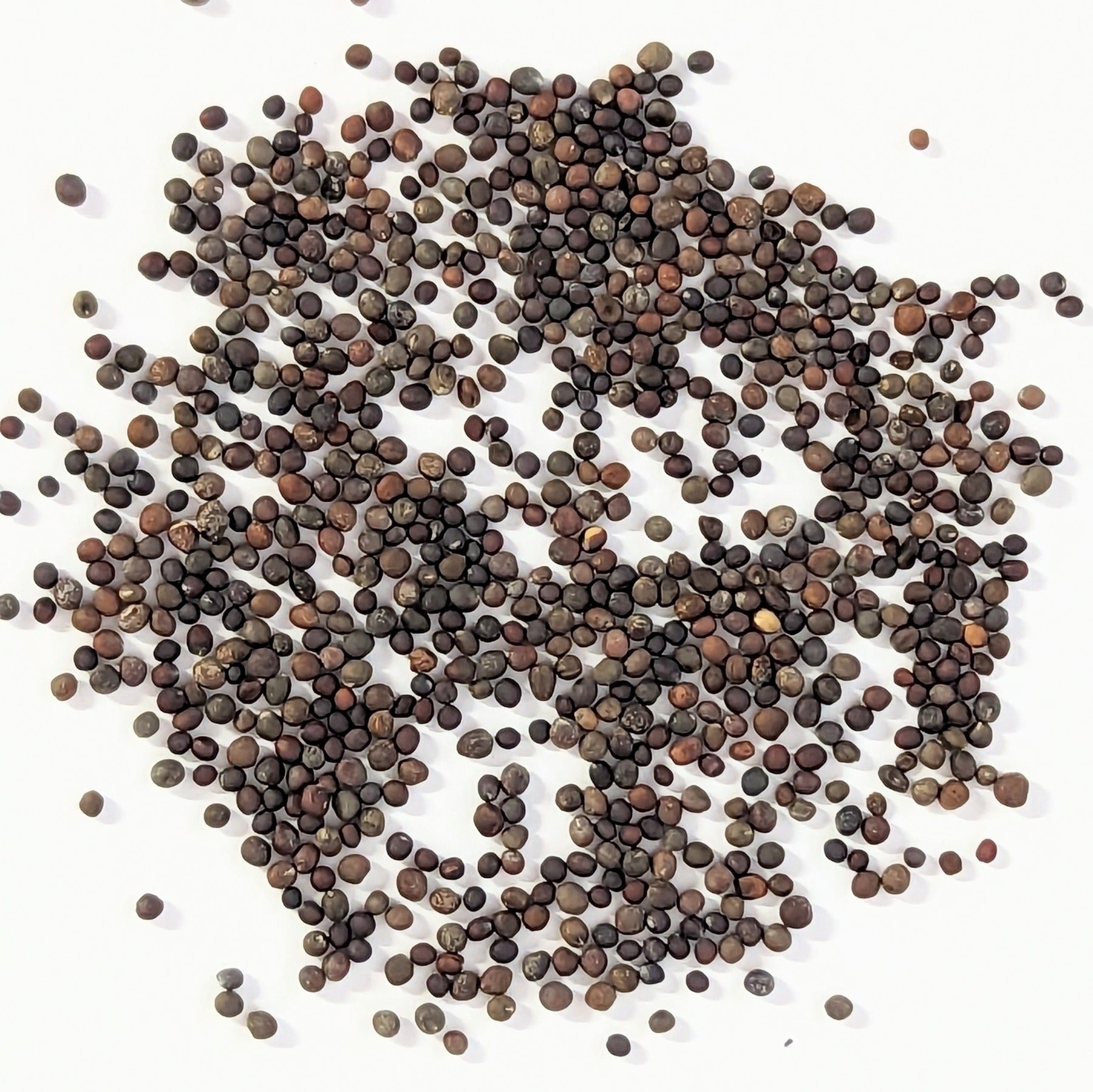 Broccoli Bargain Blend Seeds