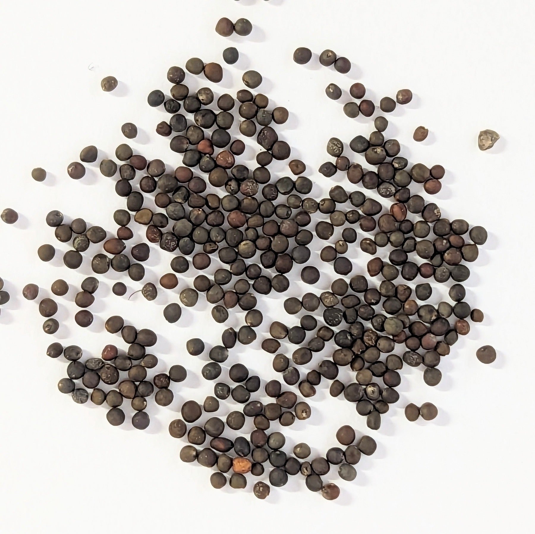 Long Island Improved Heirloom Brussels Sprouts Seeds