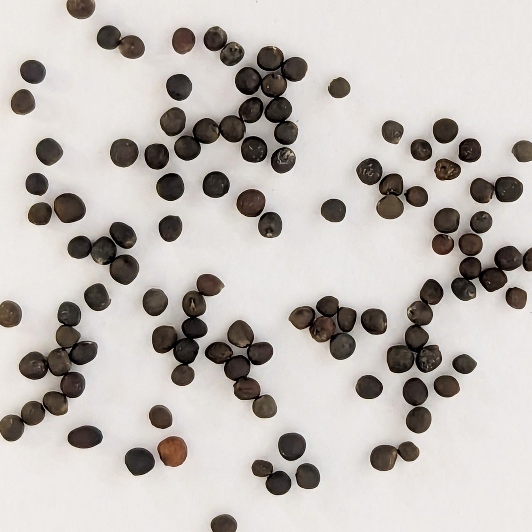 Gustus Hybrid Brussels Sprouts Seeds