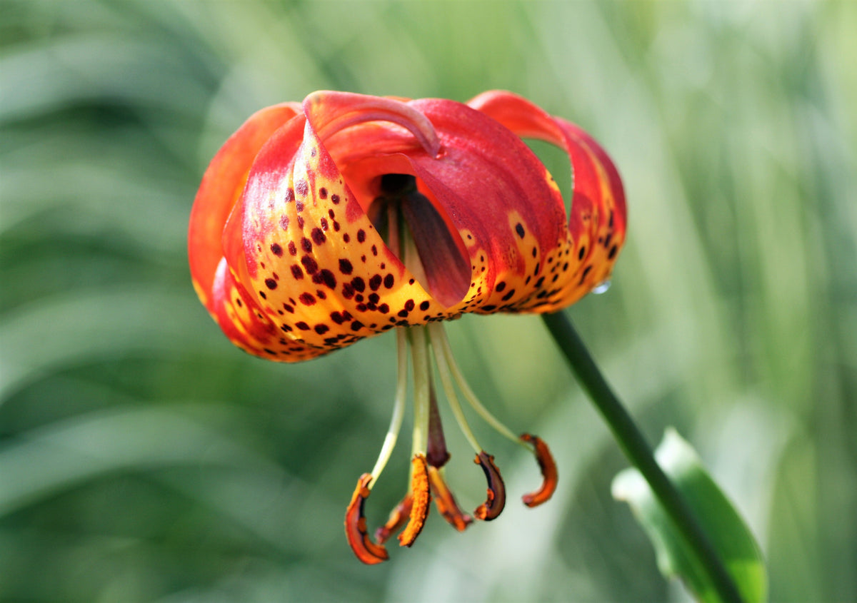10 LEOPARD LILY California Tiger Lily Panther Lilium Pardalinum Yellow Orange Red Spotted Native Flower Seeds
