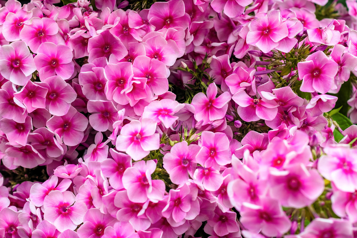 100 PINK DRUMMOND PHLOX Phlox Drummondii Flower Seeds
