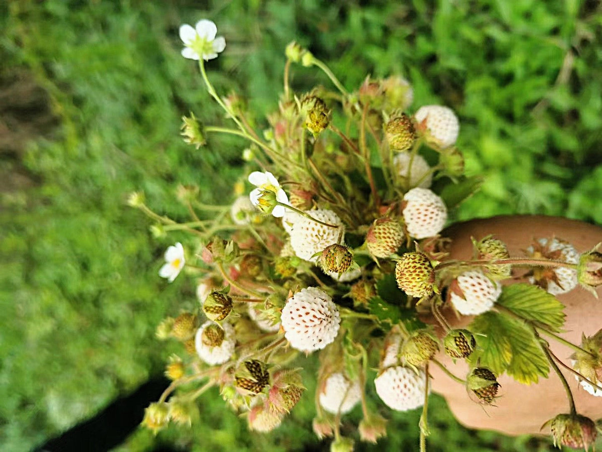 100 WHITE SOUL STRAWBERRY Fragaria Vesca Fruit Flower Berry Seeds