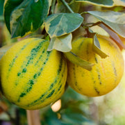 Pink Variegated Eureka Lemon Tree