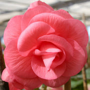 Pink Double Begonia Bulbs