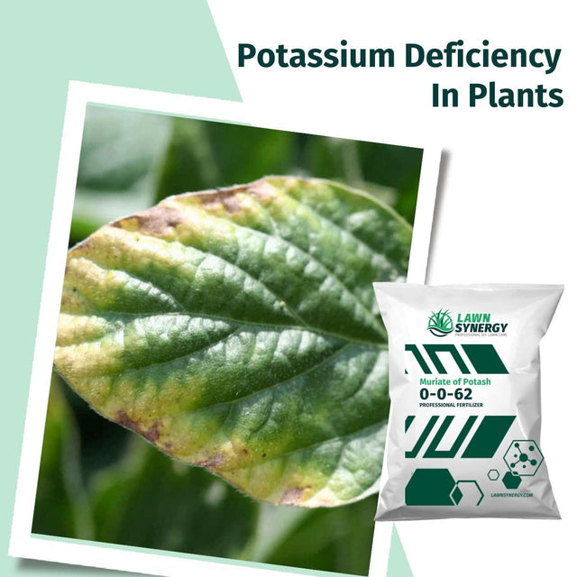0-0-62 MOP Potassium Fertilizer