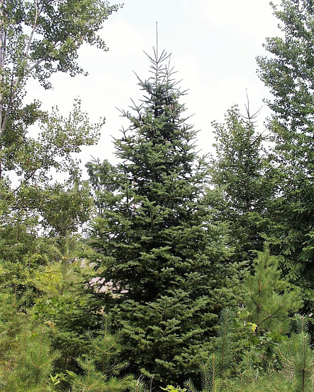 30 BALSAM FIR Tree Abies Balsamea Christmas Tree Silver Pine Canadian Fir Native Evergreen Seeds