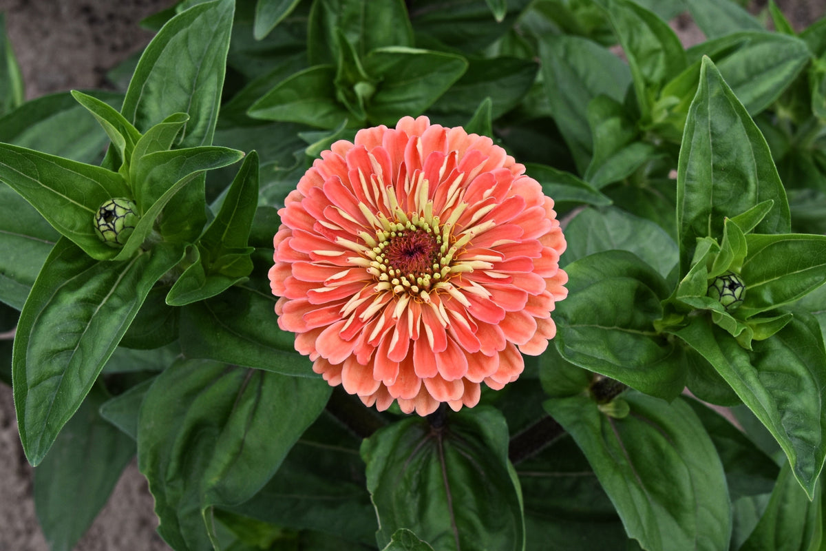 250 SALMON QUEEN ZINNIA Elegans California Giant Double Flower Seeds