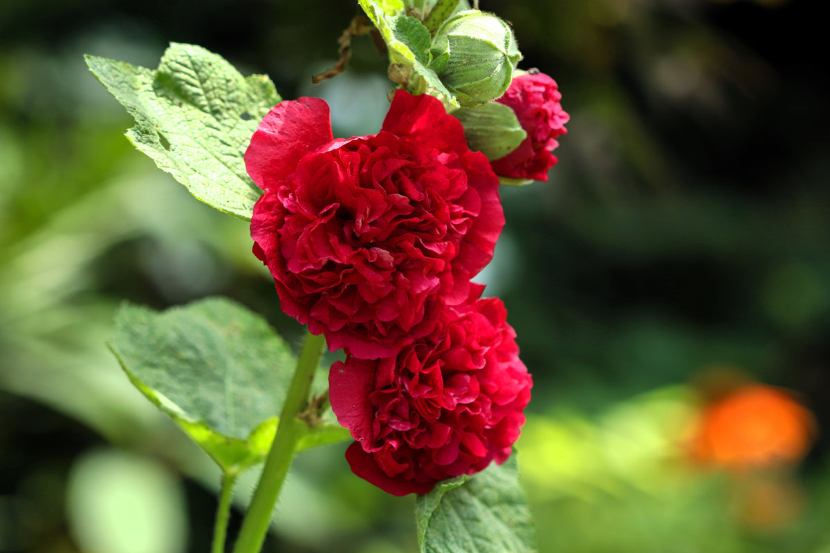 25 SCARLET DOUBLE Red HOLLYHOCK Alcea Rosea Flower Seeds Perennial