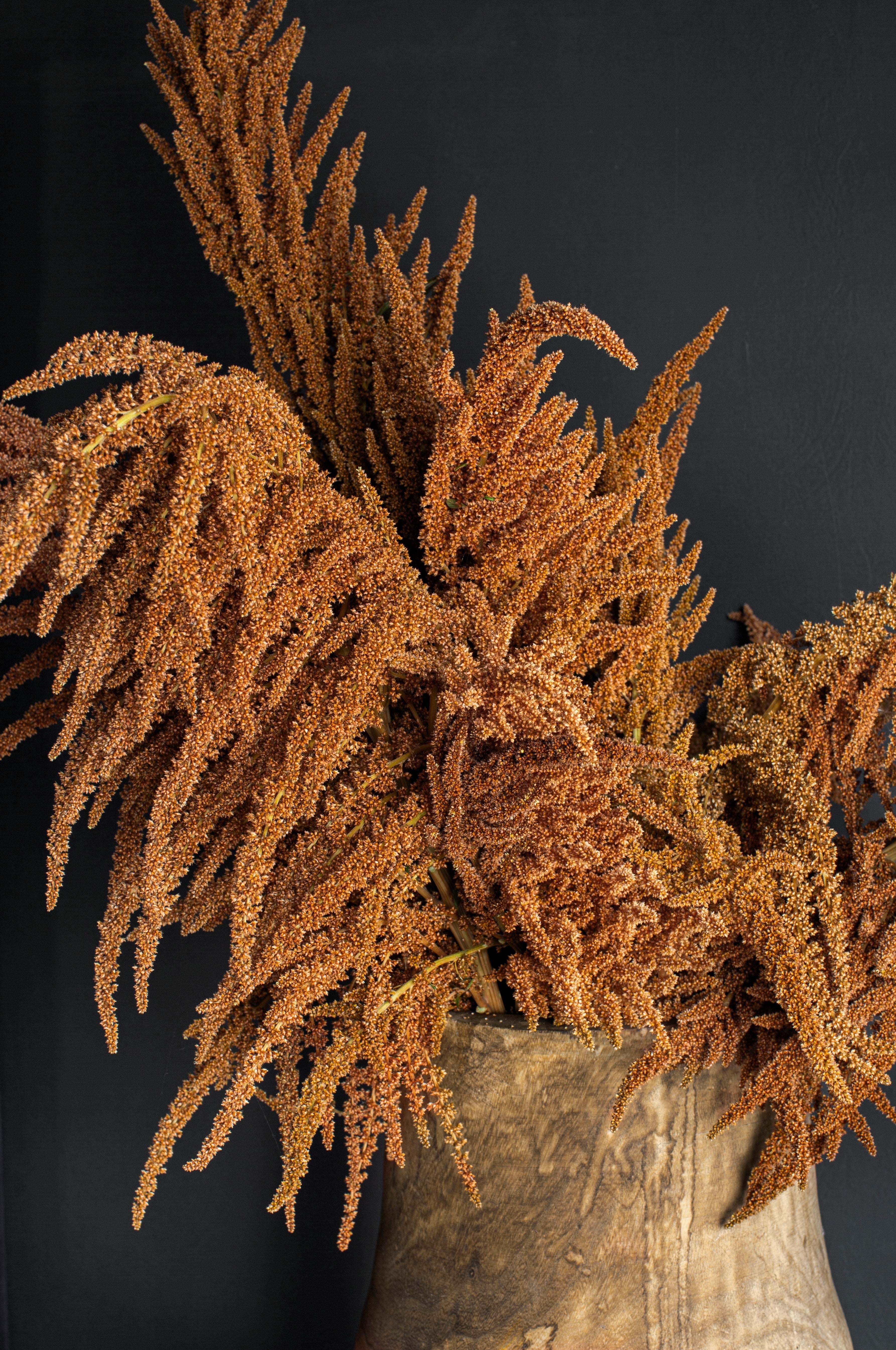 100 Pastel AUTUMNS TOUCH AMARANTHUS Cruentus Bronze Coral Apricot Flower Seeds