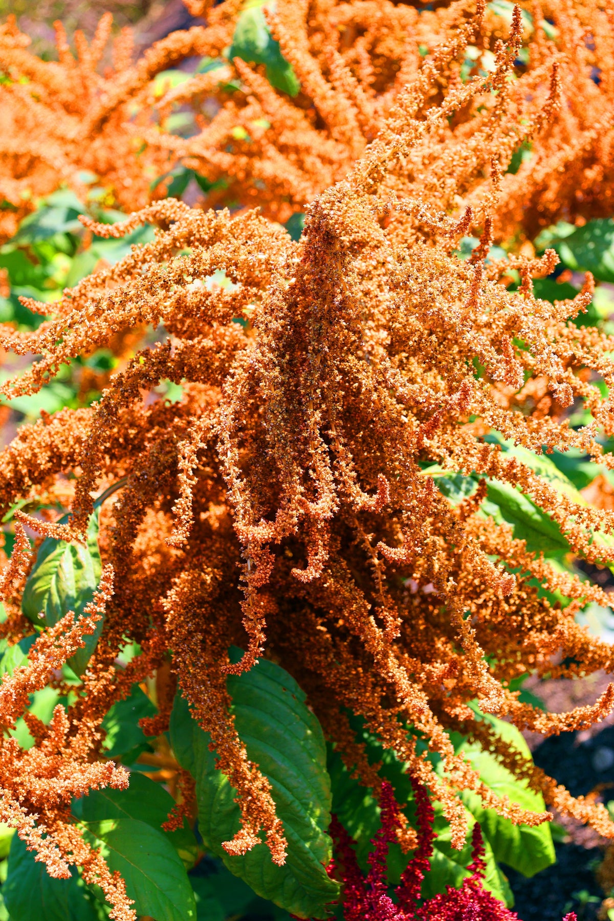 100 Pastel AUTUMNS TOUCH AMARANTHUS Cruentus Bronze Coral Apricot Flower Seeds