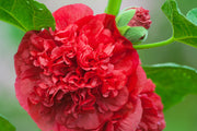 25 SCARLET DOUBLE Red HOLLYHOCK Alcea Rosea Flower Seeds Perennial