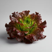 Ruby Red Lettuce Seeds