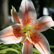 Salmon Party Oriental Lily Bulbs