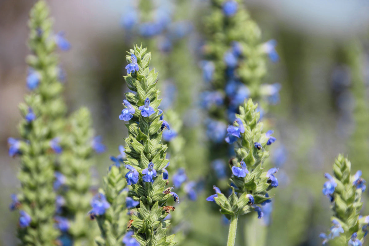 1000 CHIA SAGE / SALVIA Salvia Hispanica Flower Seeds