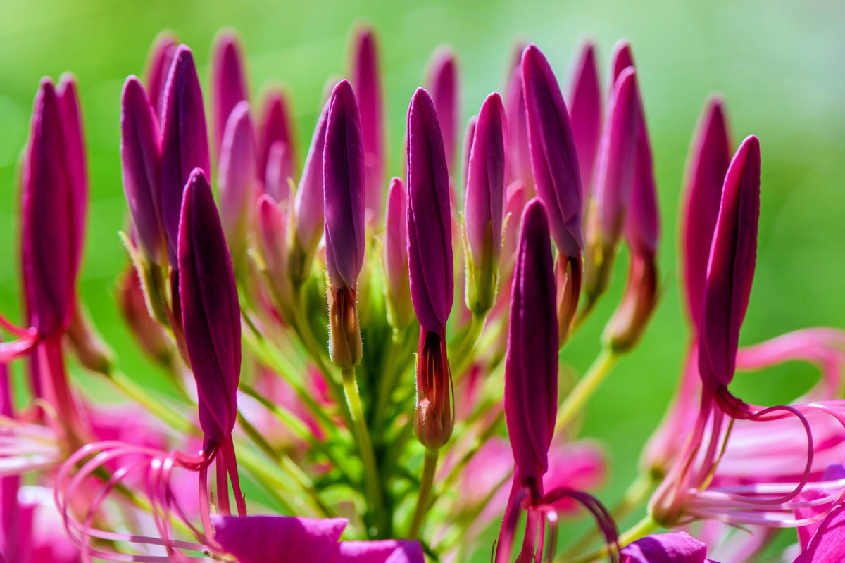 100 VIOLET QUEEN CLEOME Hassleriana Cleome Spinosa Purple Spider Flower Seeds