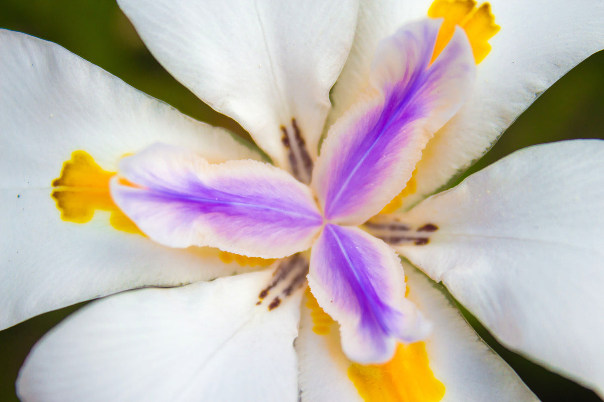 25 WHITE AFRICAN IRIS Fortnight Lily Dietes Iridioides Vegeta aka Cape or Butterfly Iris Yellow Purple Flower Seeds