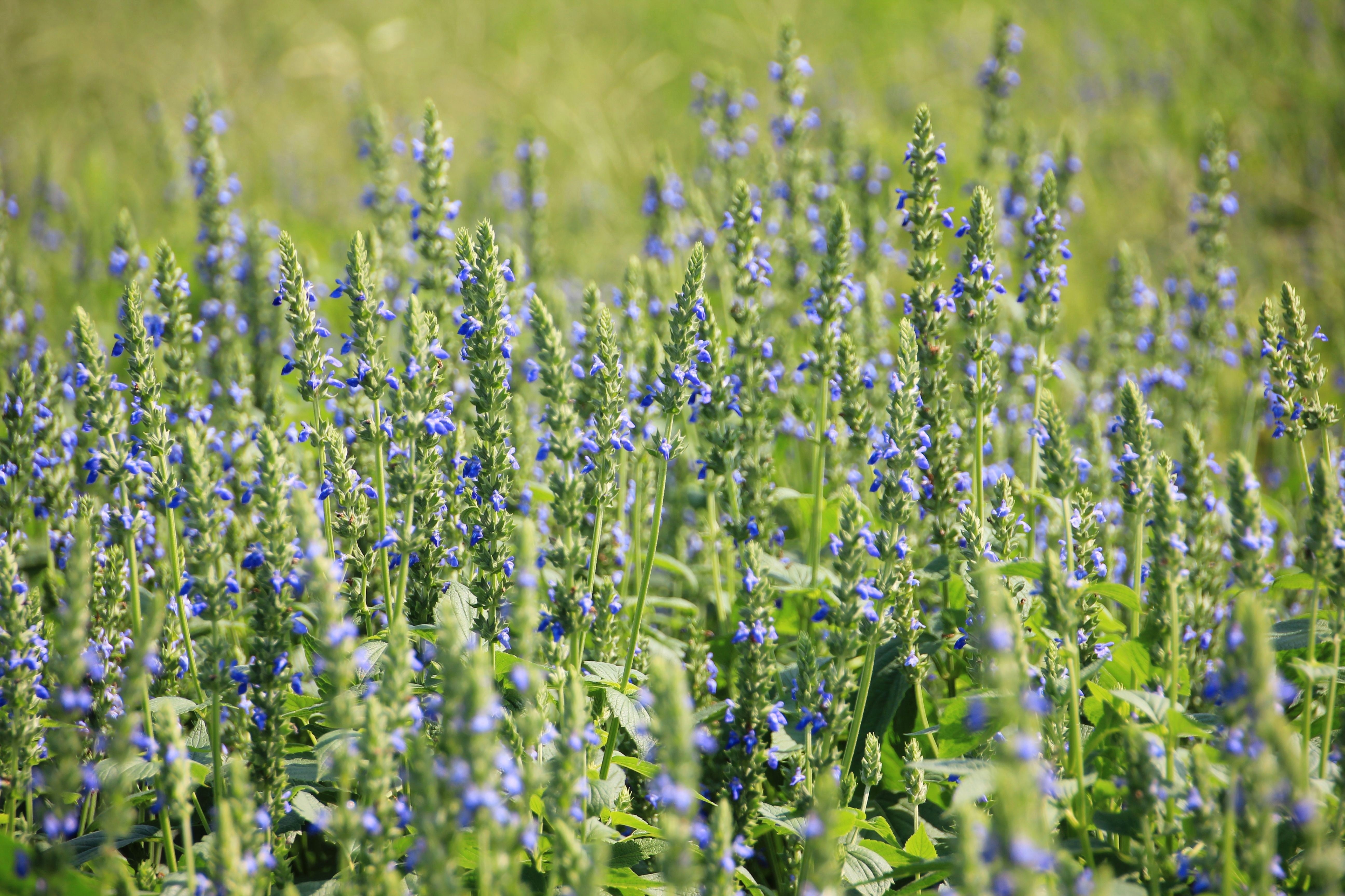 1000 CHIA SAGE / SALVIA Salvia Hispanica Flower Seeds