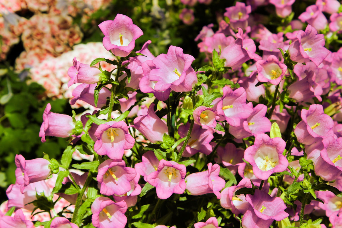 200 Rose Pink CANTERBURY BELLS - CAMPANULA Medium Flower Seeds