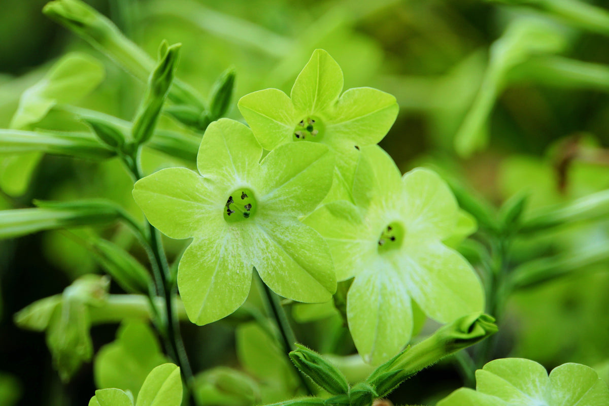 100 LIME GREEN NICOTIANA Alata Flowering Tobacco Seeds
