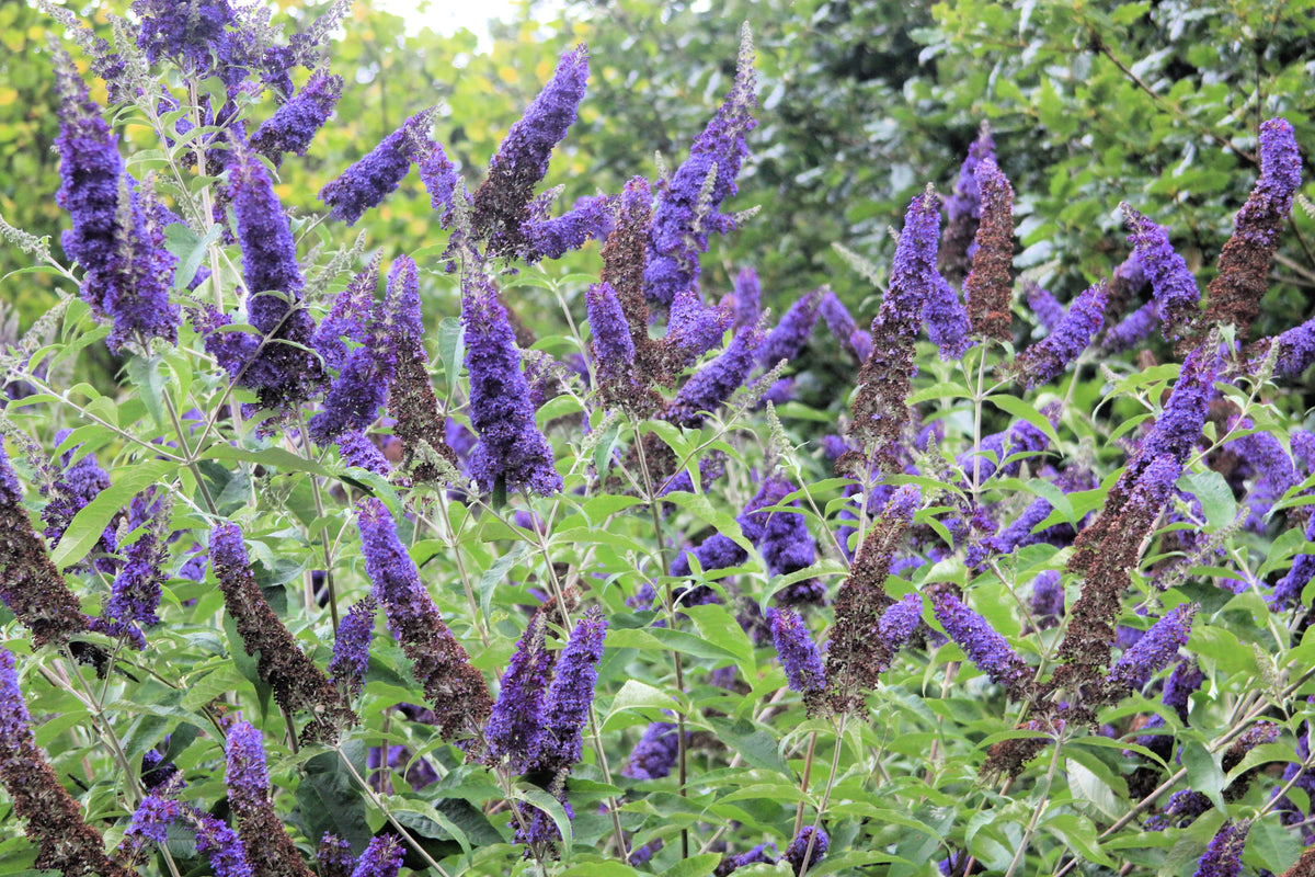 50 Dark PURPLE BUTTERFLY BUSH Buddleja Davidii Hummingbird Shrub Fragrant Flower Seeds