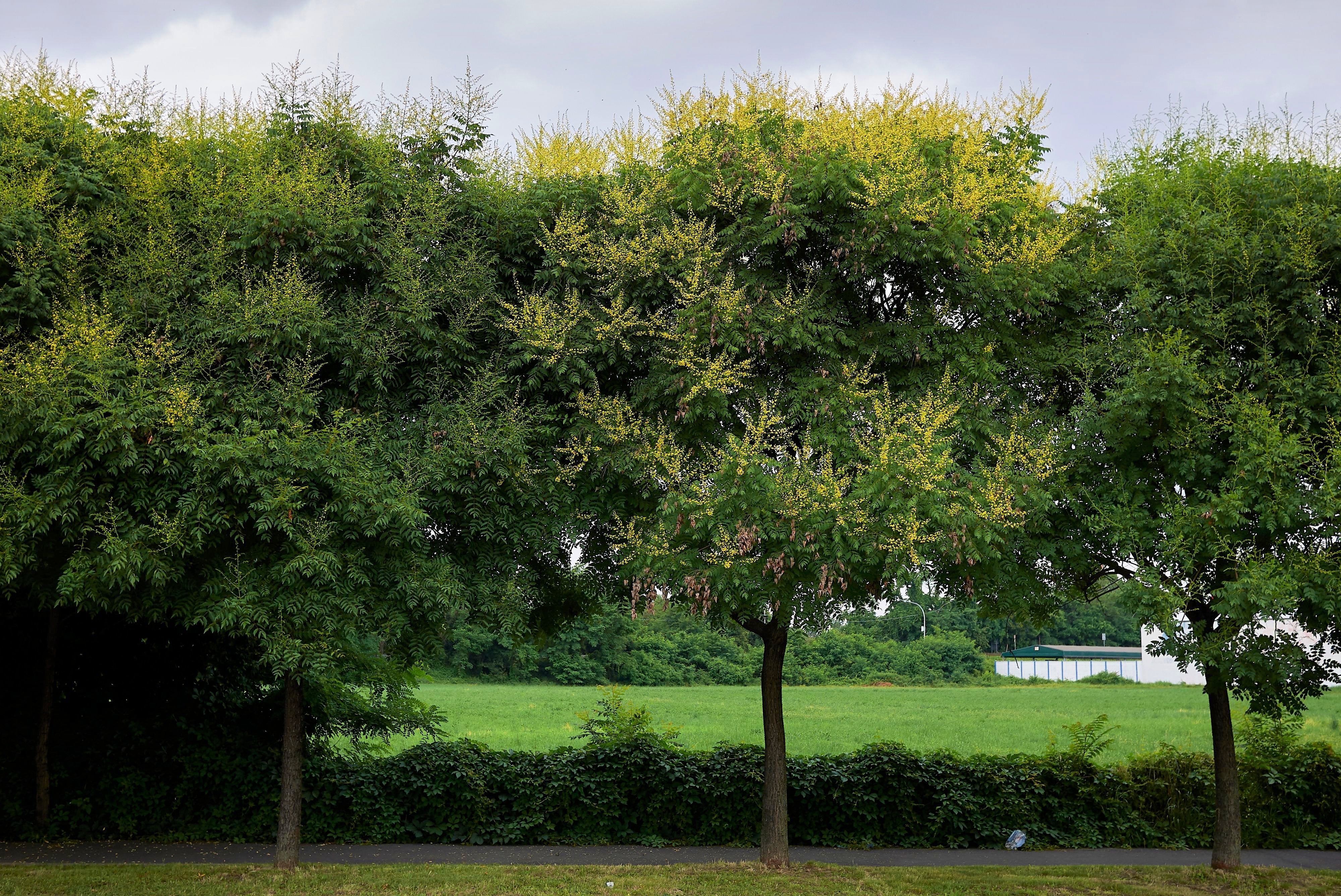 10 DWARF GOLDEN RAIN TREE Koelreuteria Paniculata Nana Yellow Flower Seeds