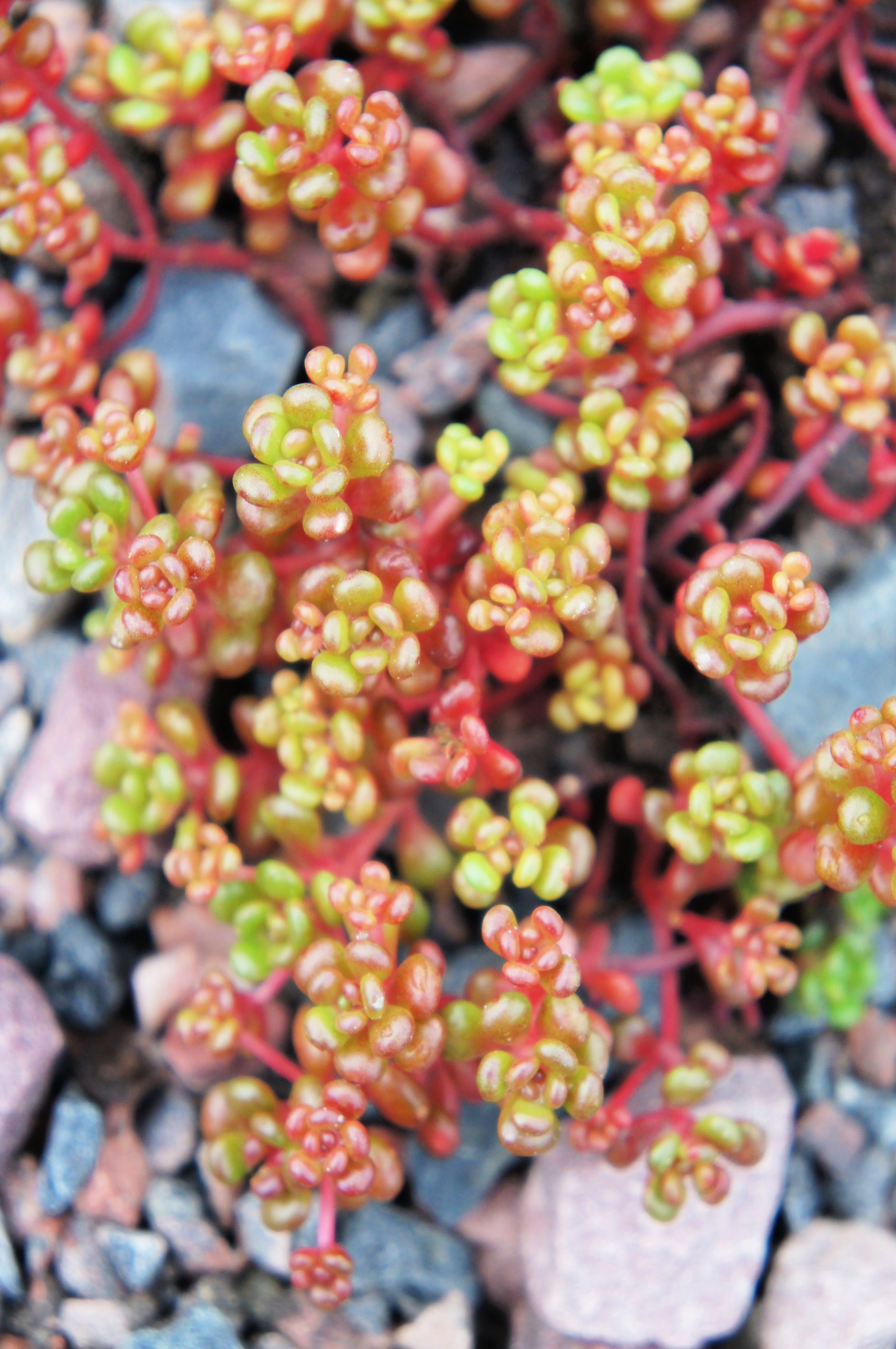 150 MIXED SEDUM Stonecrop Succulent Groundcover Red White Yellow Pink Purple Flower Seeds