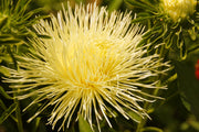 30 YELLOW NEEDLE ASTER Callistephus Chinensis Unicom Flower Seeds