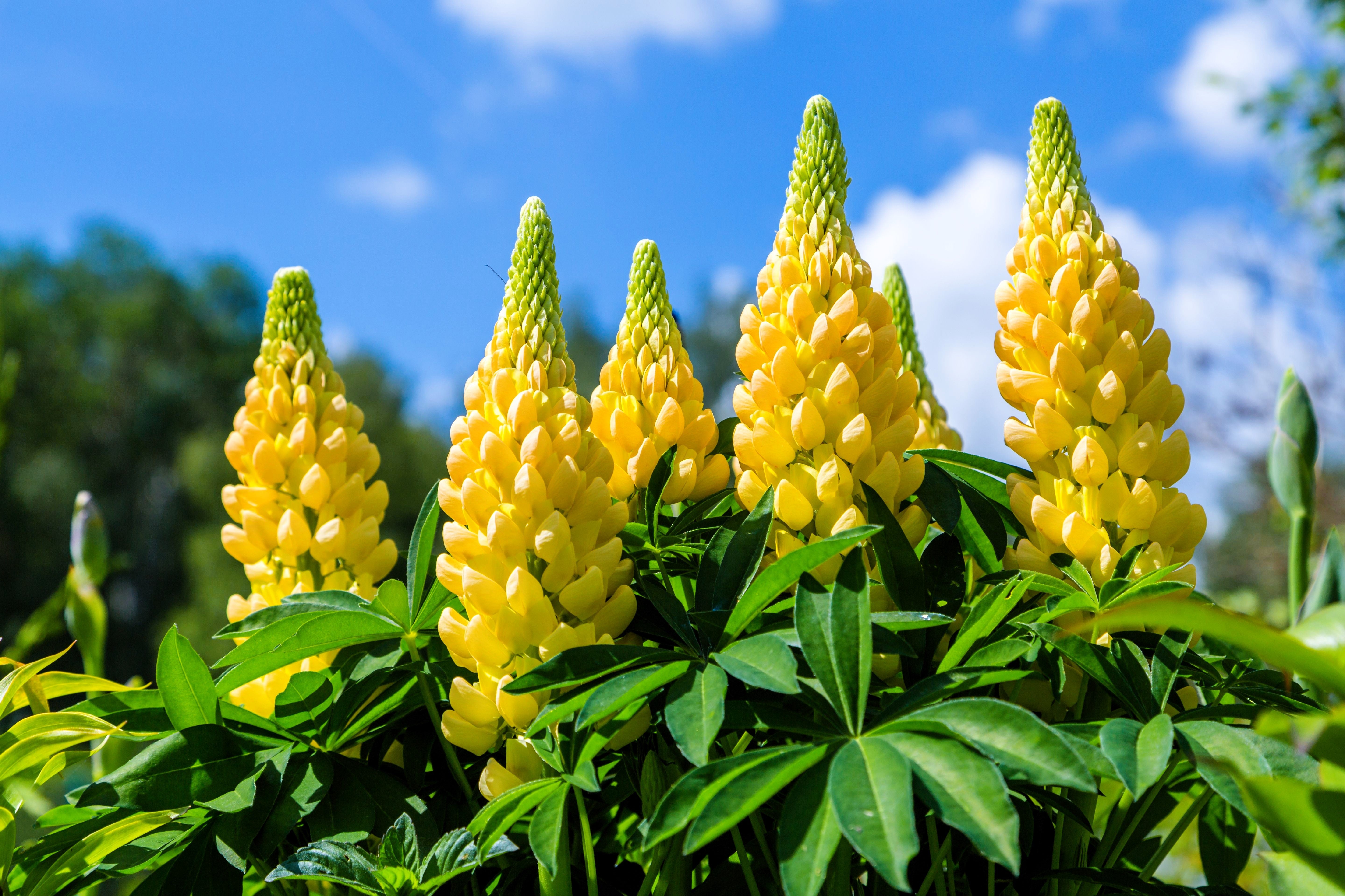 50 GOLDEN LUPINE Lupinus Densiflorus Yellow Hummingbird Flower Seeds